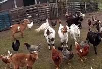 השוטר היה בהלם: חווה שלימה נמלטה לחופשי אל השדות | צפו