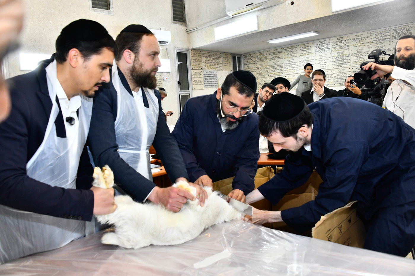 מעמד שחיטת גדי בבני ברק