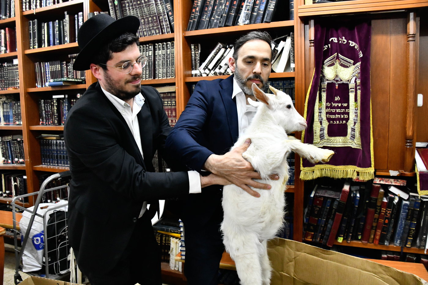 מעמד שחיטת גדי בבני ברק