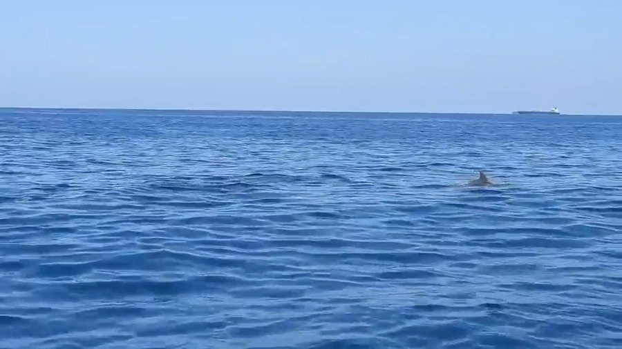 הדולפינים בחיפה 