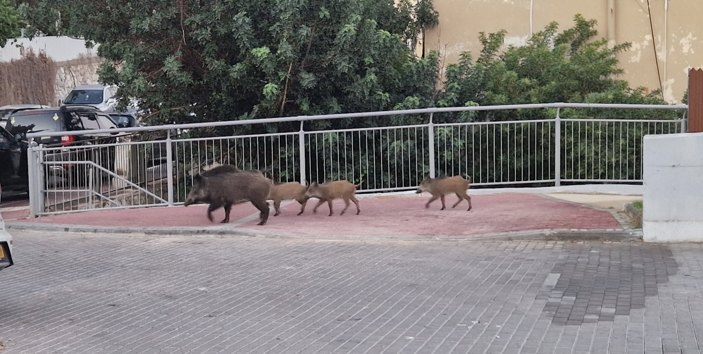 חזירי בר בשכונת גבעת נשר בעיר נשר