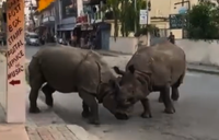 לעיני התיירים ההמומים: שני קרנפים תועדו בקרב עוצמתי | צפו