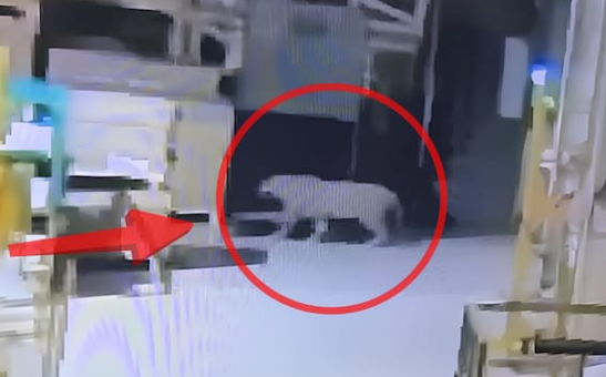 הנמר שחדר למפעל