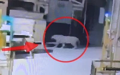 הנמר שחדר למפעל
