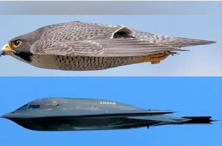 מהיר וקטלני הבז שימש כהשראה למפציץ הטוב ביותר בכל הזמנים