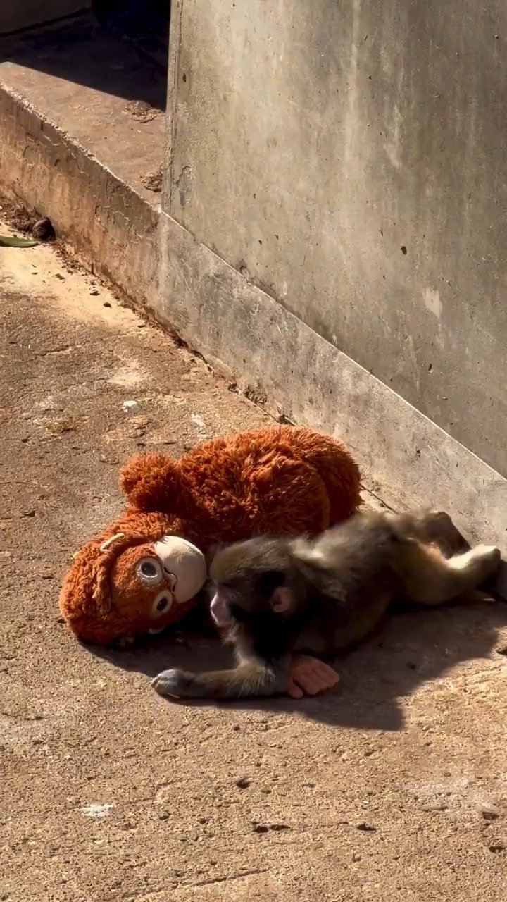 פאנץ' עם הבובה
