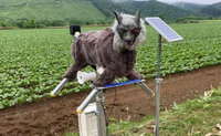 כמו מסרט אימה: הזאב החשמלי שמבריח דובים עם עיניים זוהרות