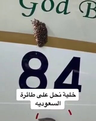 הדבורים מכסות את חיישן המטוס