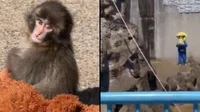 מעריצים נלהבים מדי: שניים נעצרו לאחר שפרצו לכלוב של קוף ויראלי | צפו
