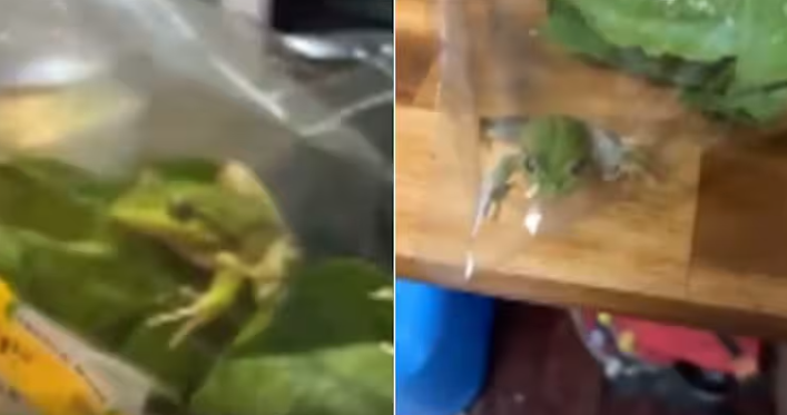 הצפרדע שאותרה בשקית החסה