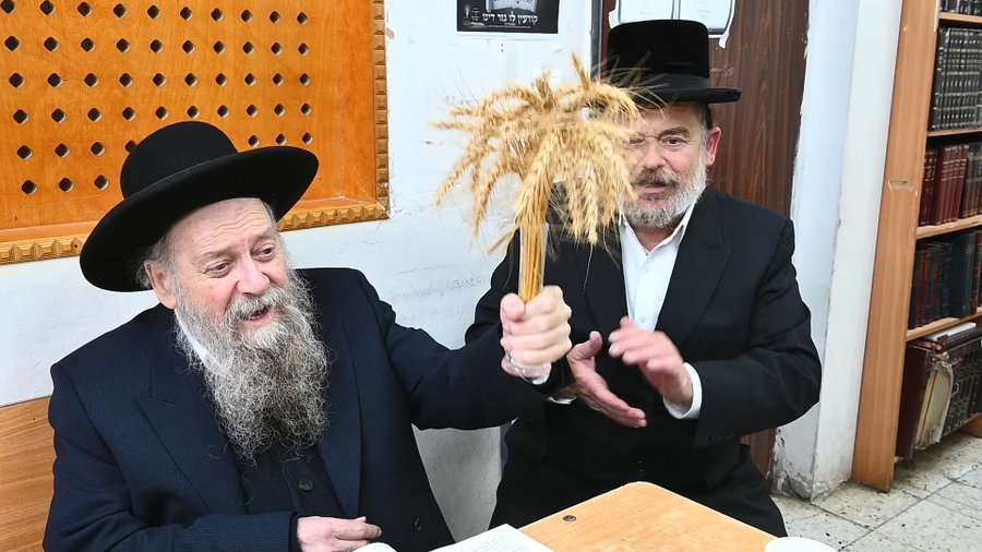 הגה"צ רבי דוד בצרי בקבלת ראשית קצירת החיטים בערב החג