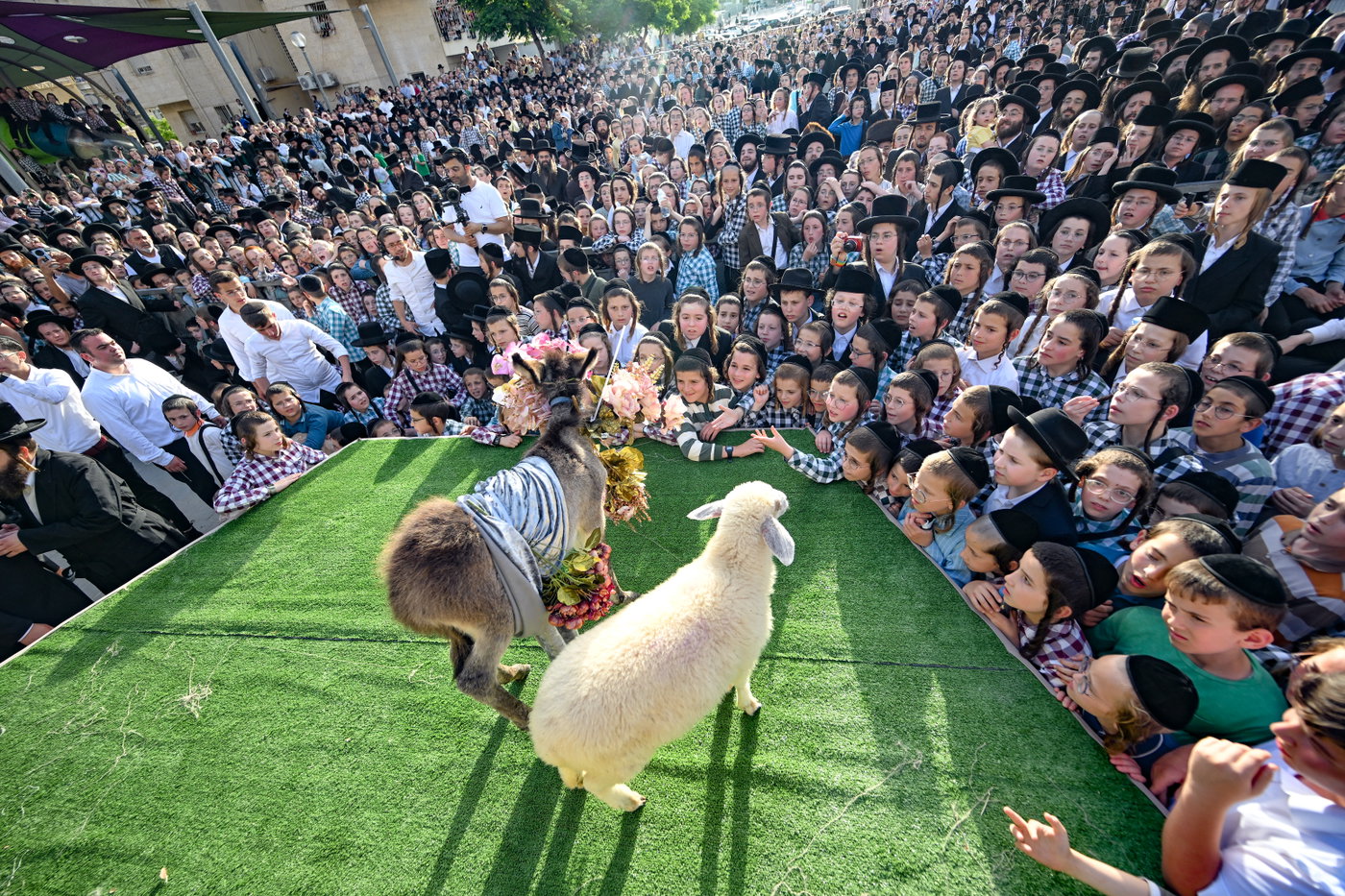 פדיון פטר חמור בבית שמש