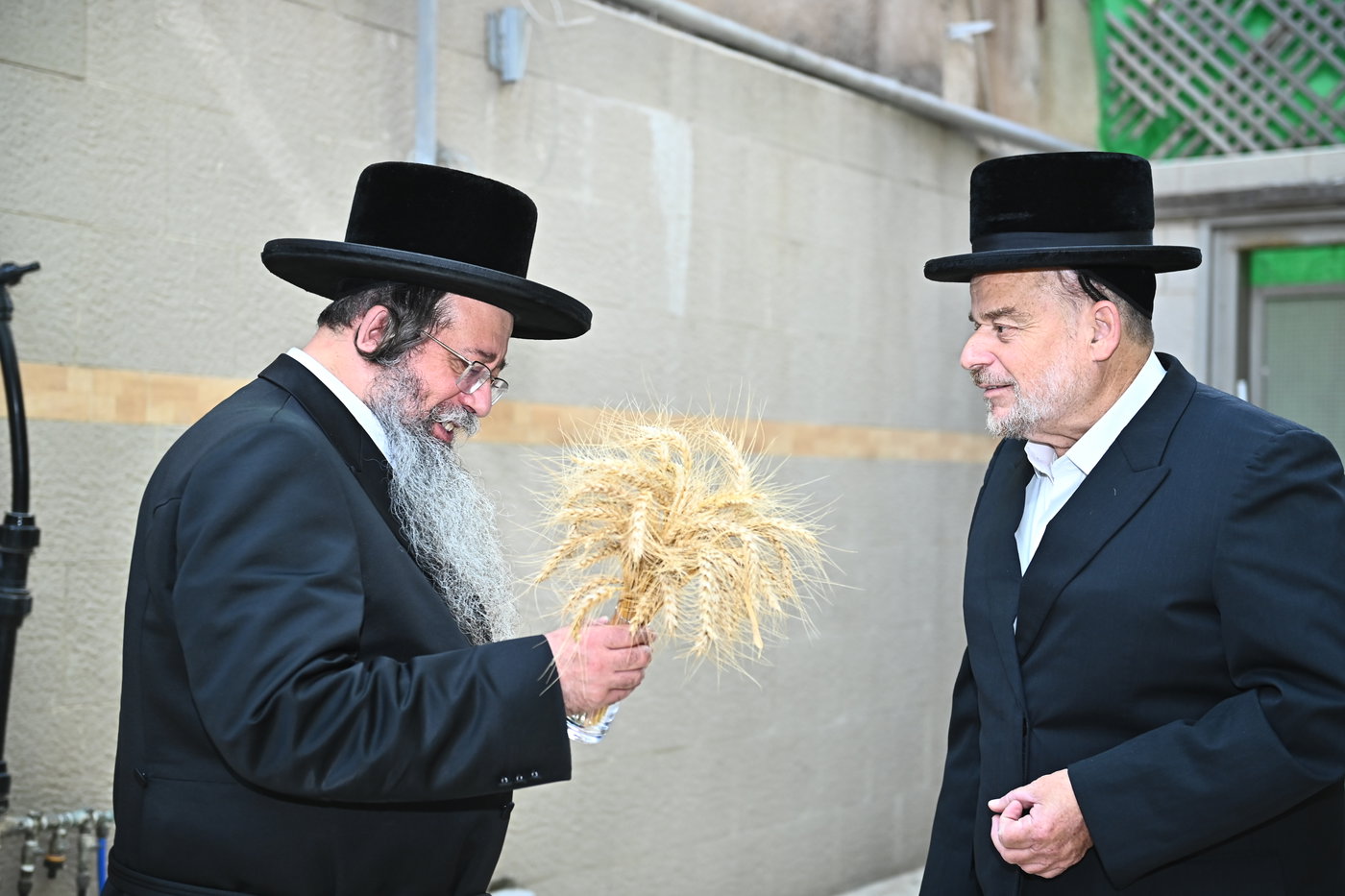 גדולי ישראל מקבלים את ראשית קצירת החיטים בערב החג