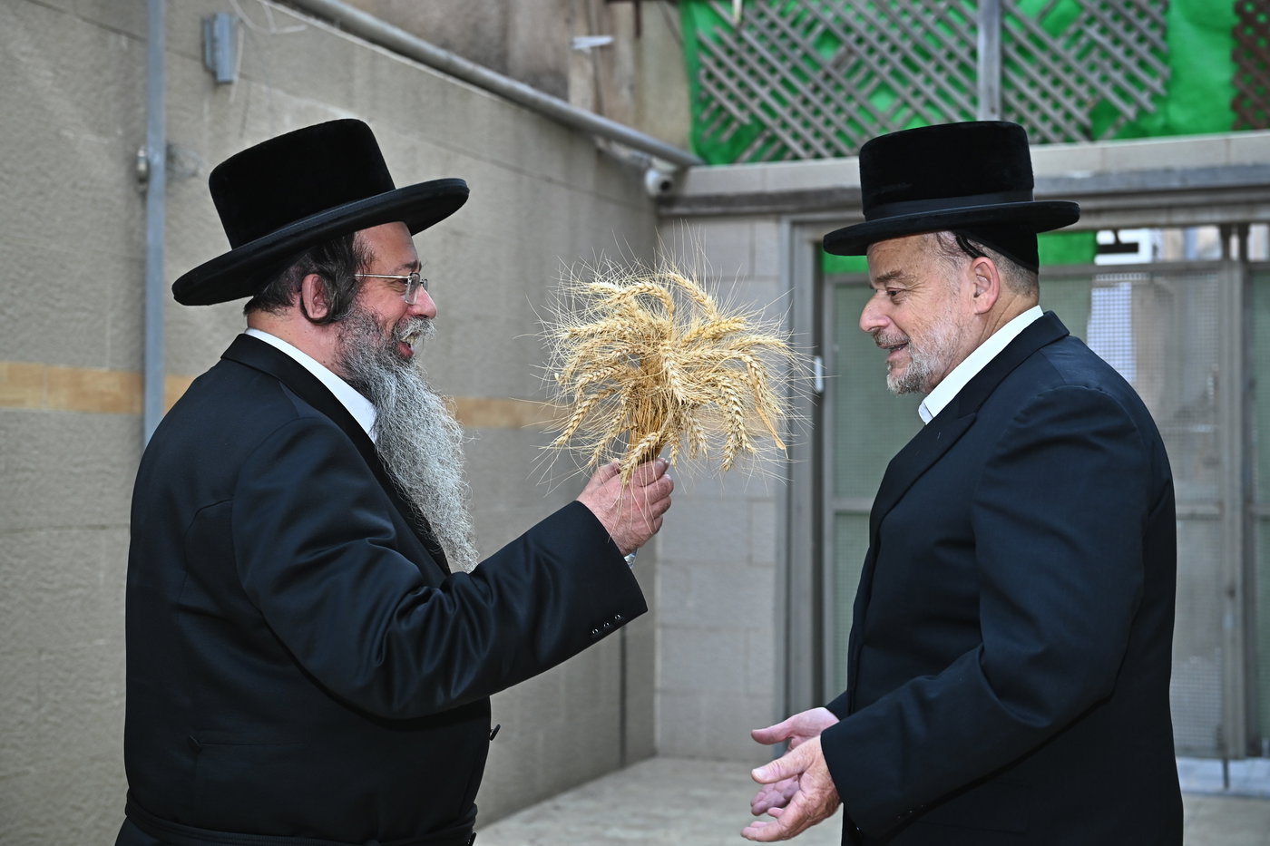 גדולי ישראל מקבלים את ראשית קצירת החיטים בערב החג