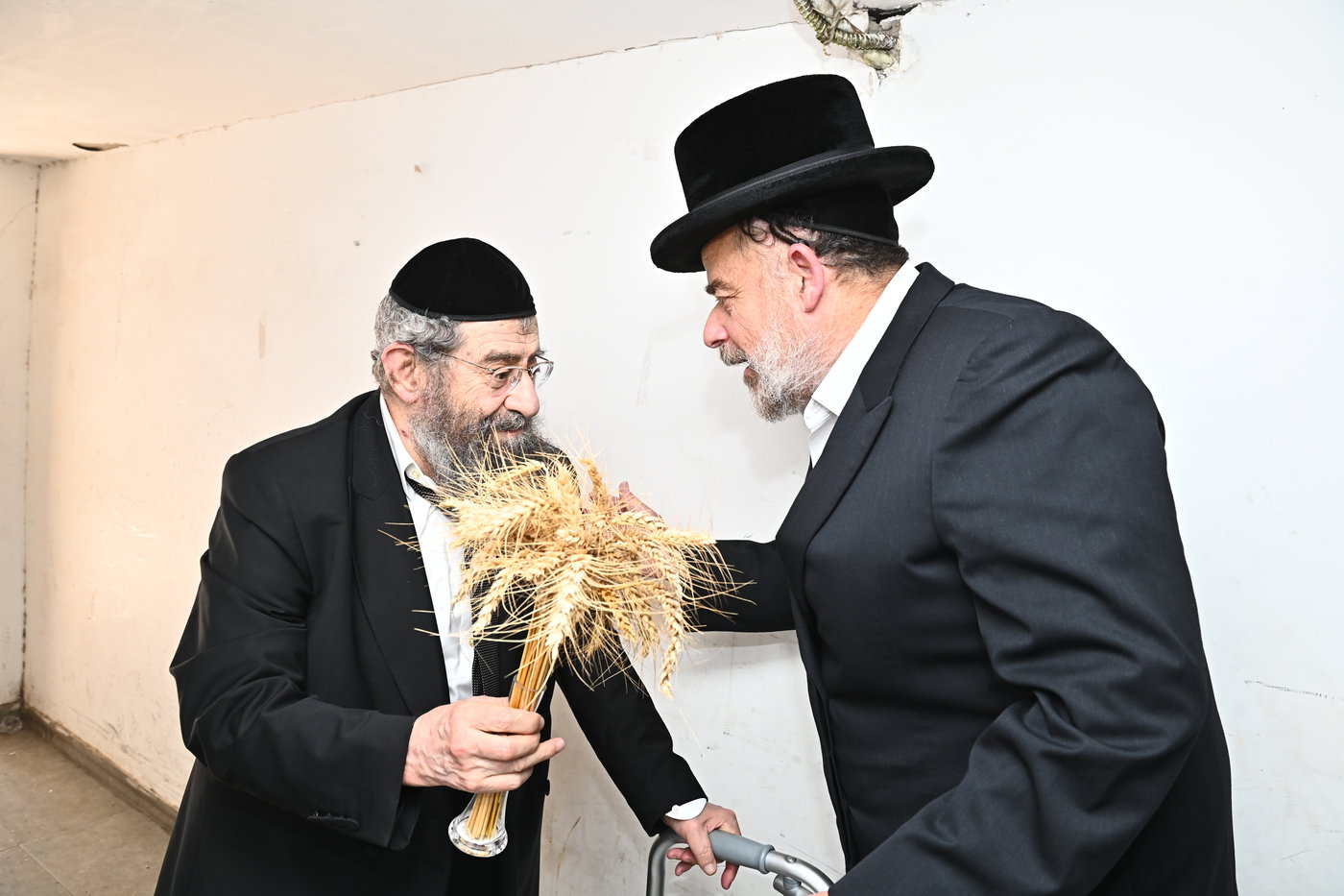 גדולי ישראל מקבלים את ראשית קצירת החיטים בערב החג