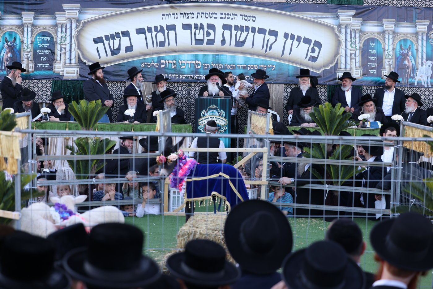מעמד פדיון פטר חמור במירון