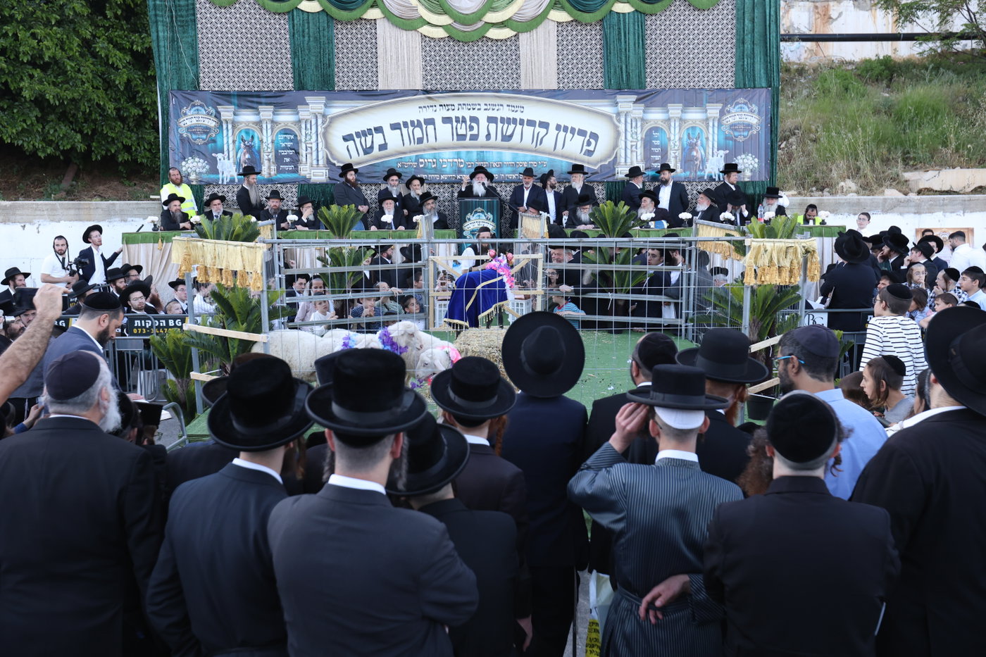 מעמד פדיון פטר חמור במירון