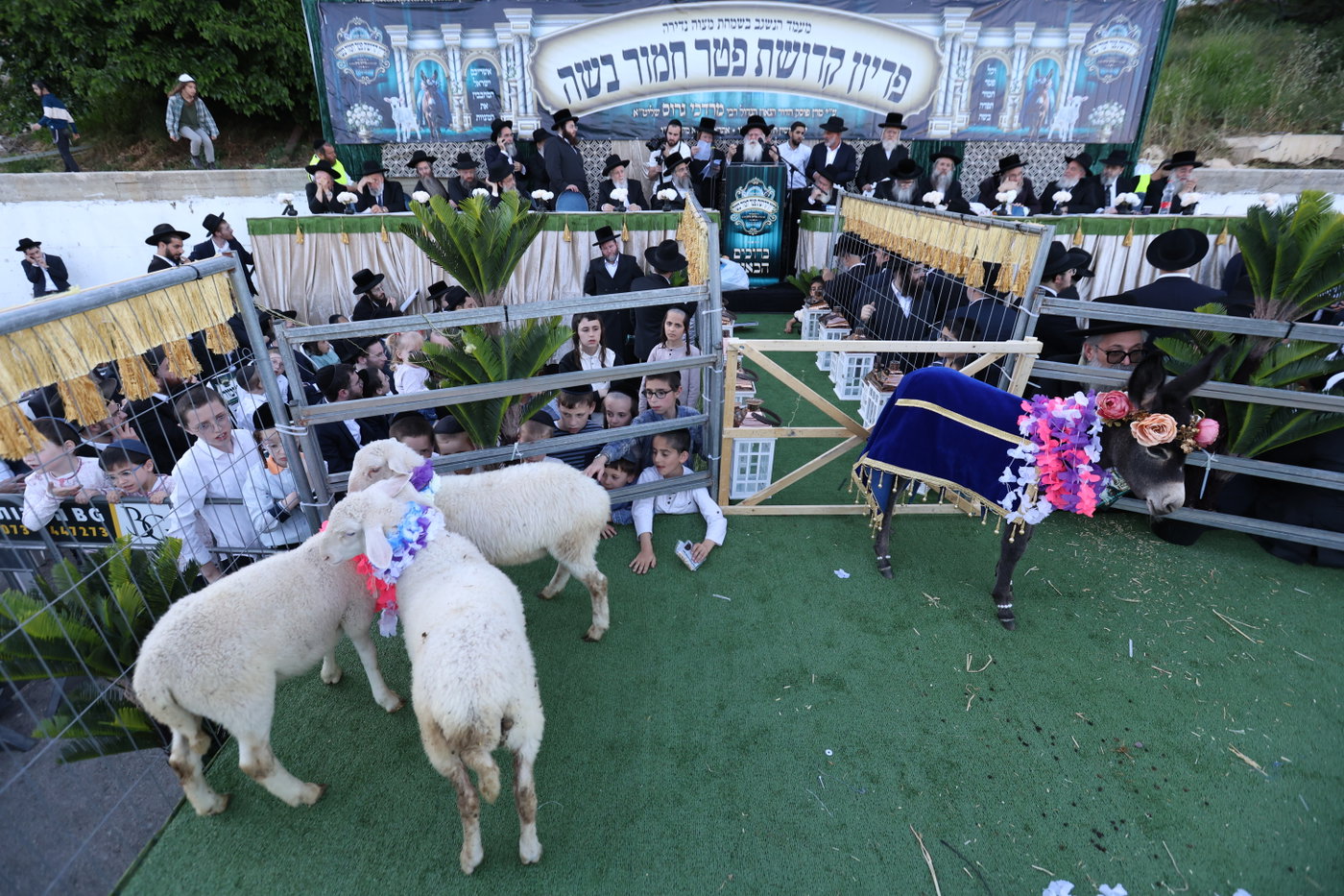 מעמד פדיון פטר חמור במירון