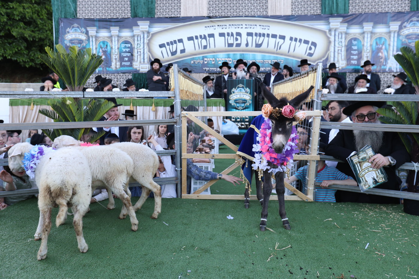 מעמד פדיון פטר חמור במירון