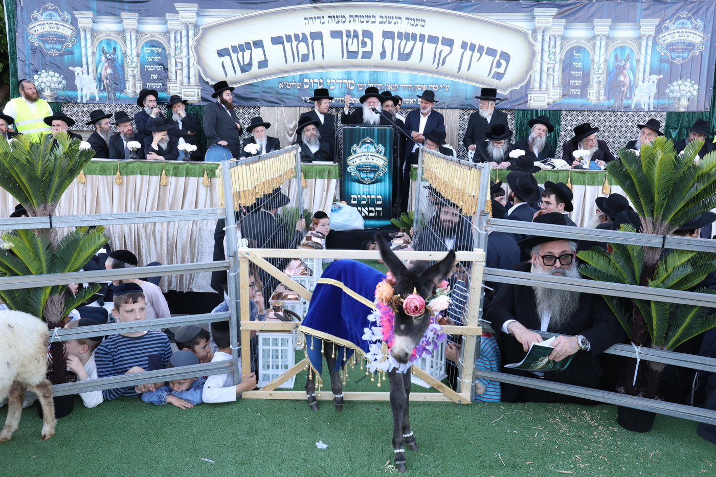 מעמד פדיון פטר חמור במירון