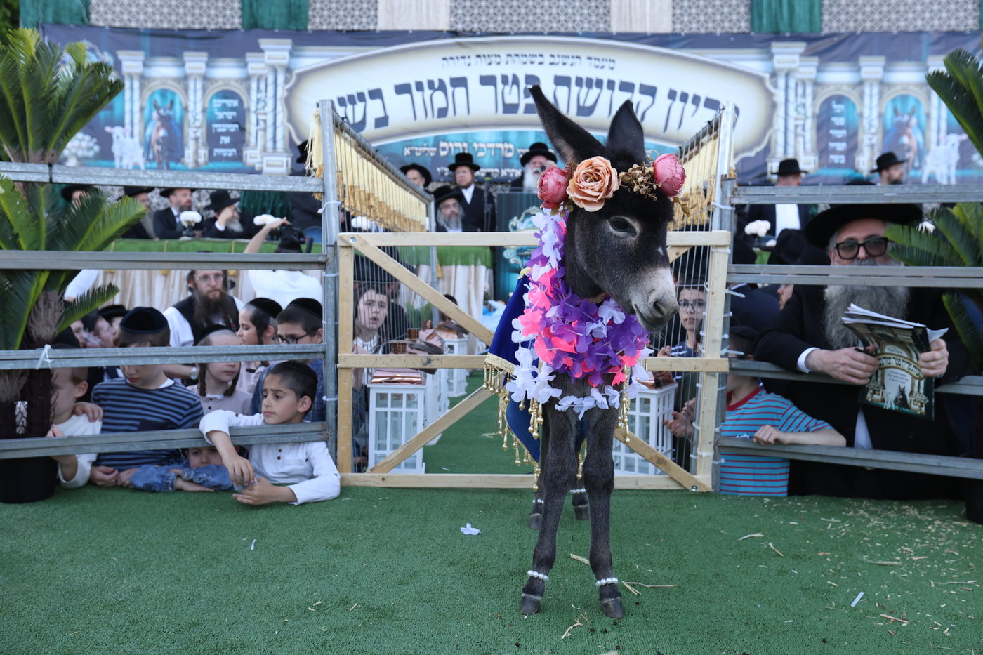 מעמד פדיון פטר חמור במירון