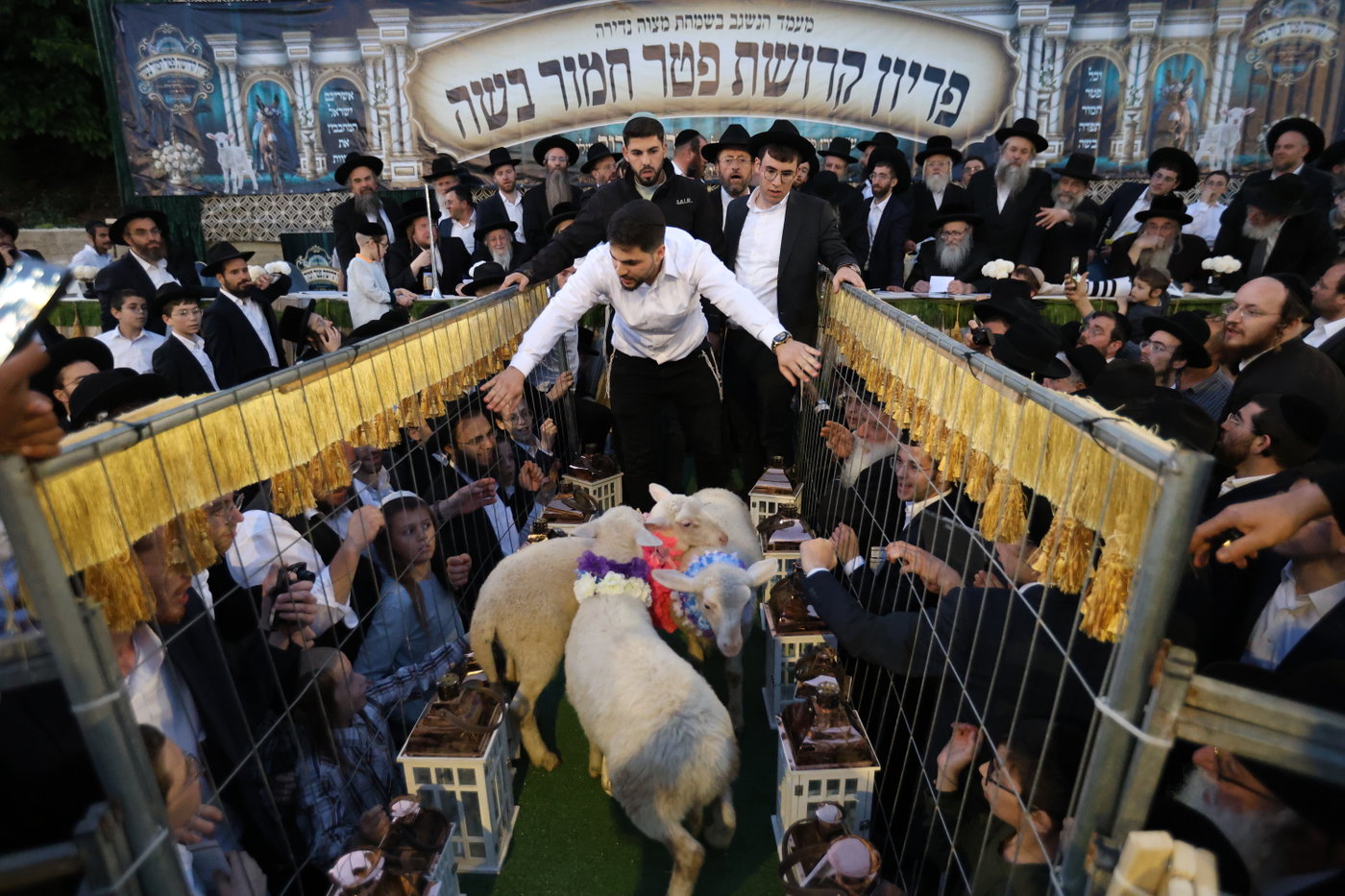 מעמד פדיון פטר חמור במירון