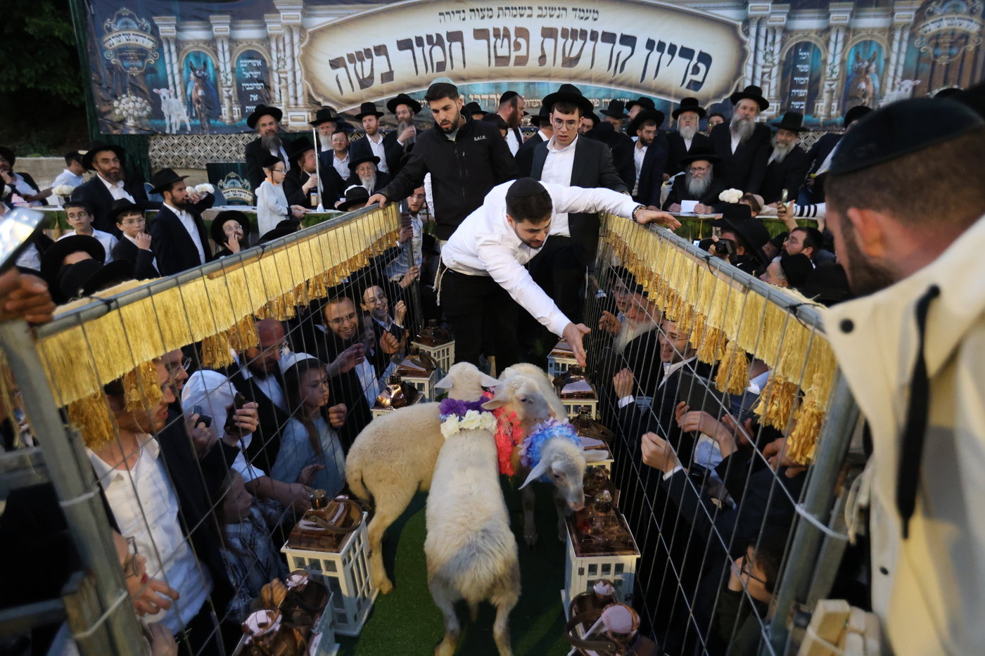 מעמד פדיון פטר חמור במירון