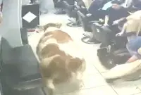 אורח מגושם שנכנס למספרה בטורקיה גרם למהומת ענק | צפו