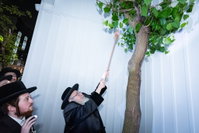 האדמו"ר מצאנז קלויזנבורג במצוות שילוח הקן