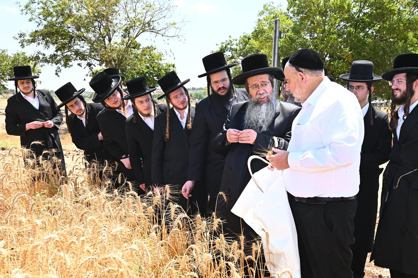 האדמו"ר משבט הלוי בקצירת חיטים