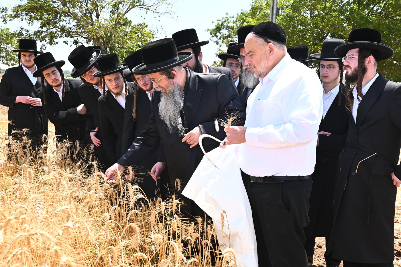 האדמו"ר משבט הלוי בקצירת חיטים