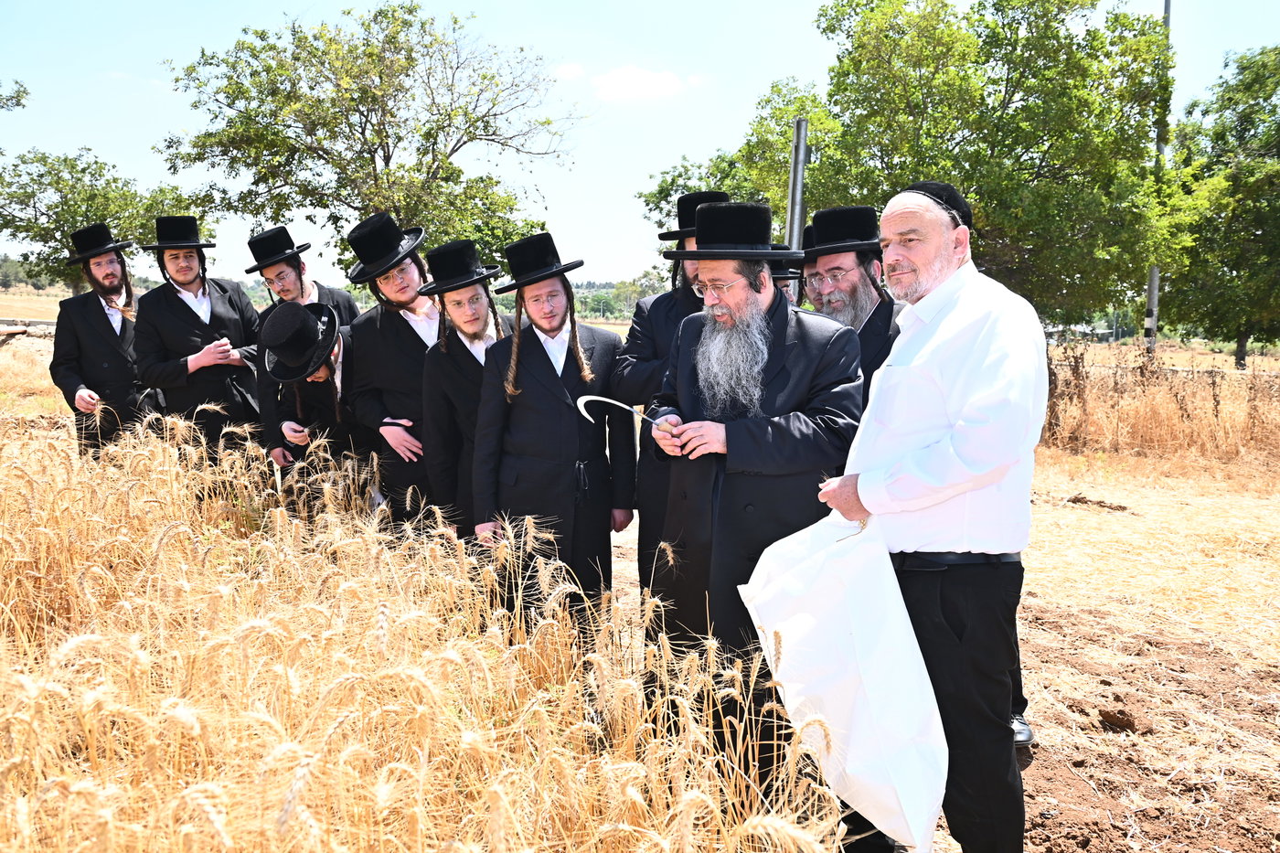האדמו"ר משבט הלוי בקצירת חיטים