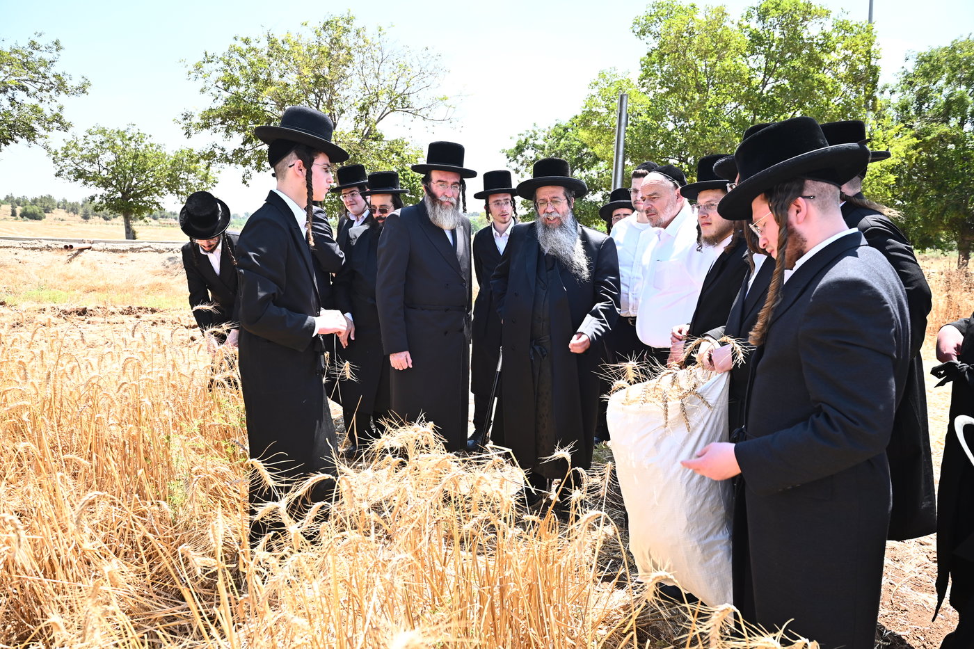 האדמו"ר משבט הלוי בקצירת חיטים