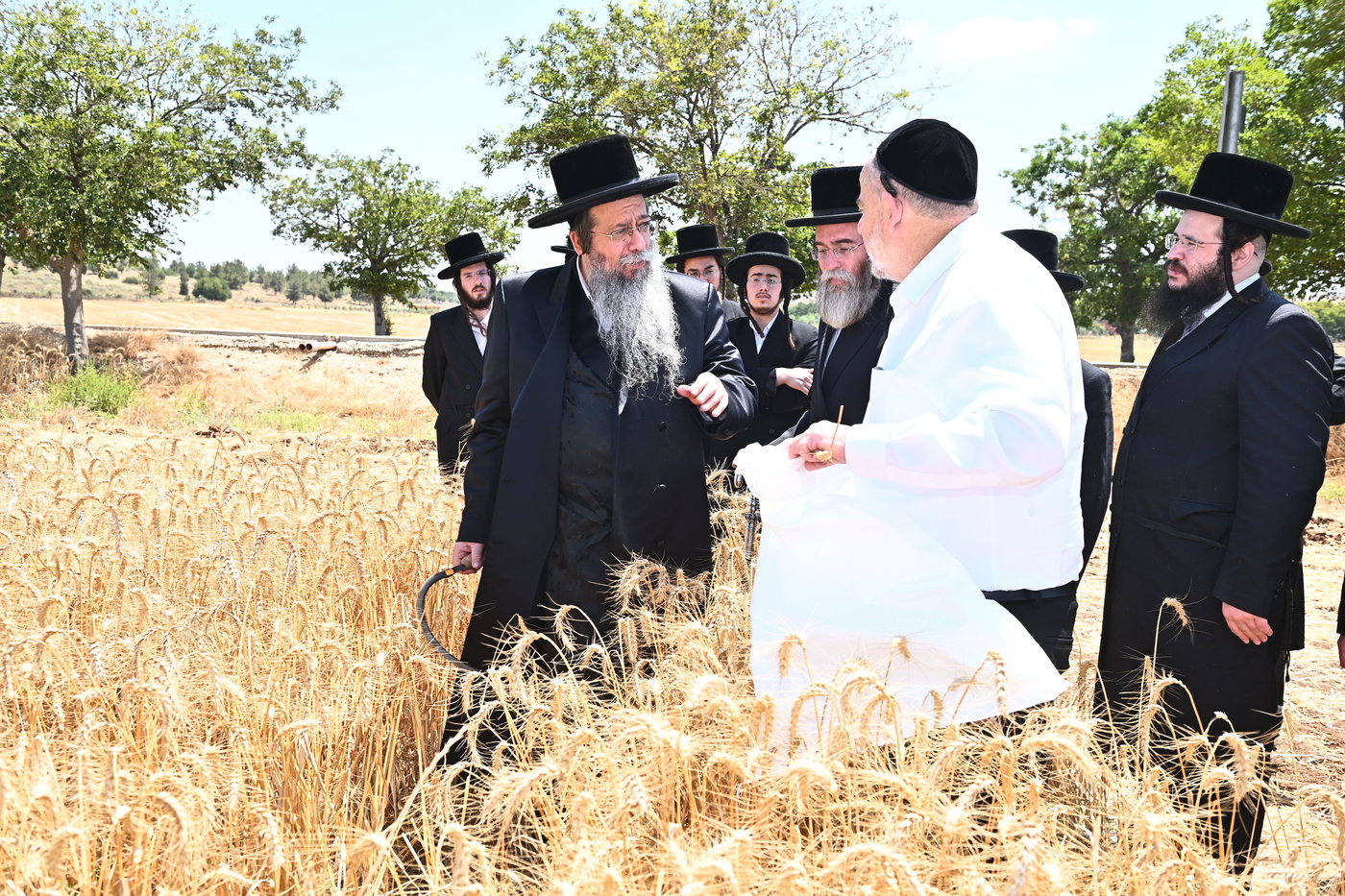 האדמו"ר משבט הלוי בקצירת חיטים