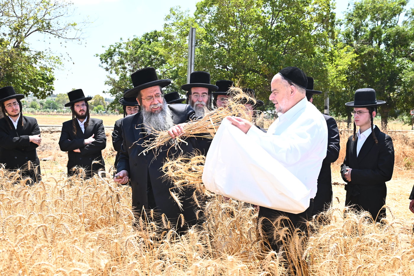 האדמו"ר משבט הלוי בקצירת חיטים