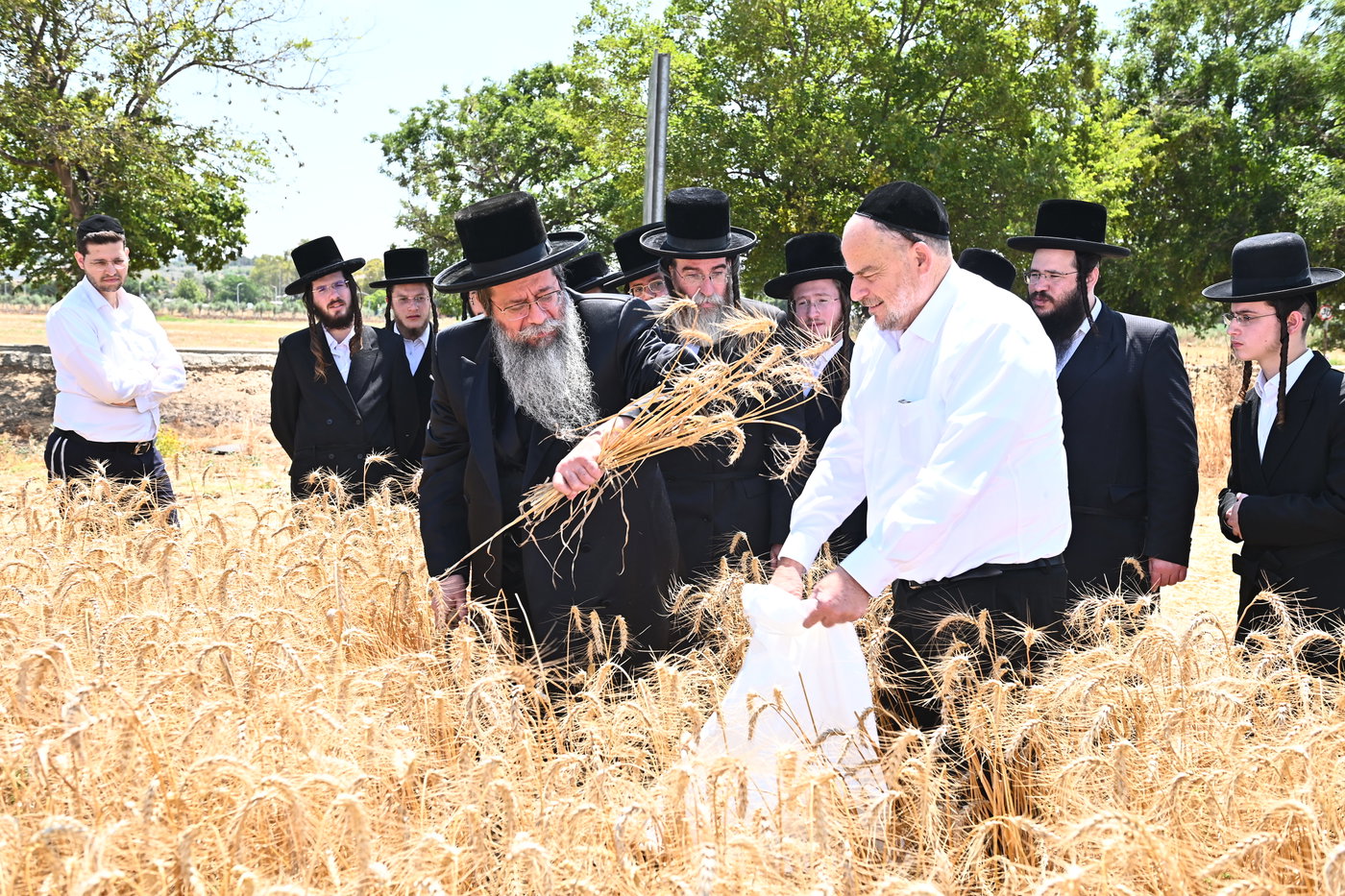 האדמו"ר משבט הלוי בקצירת חיטים