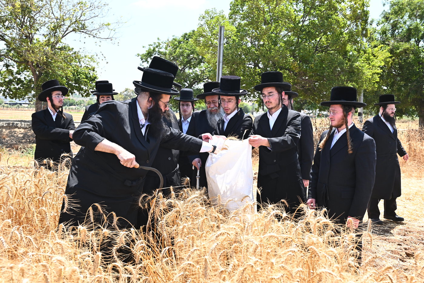 האדמו"ר משבט הלוי בקצירת חיטים
