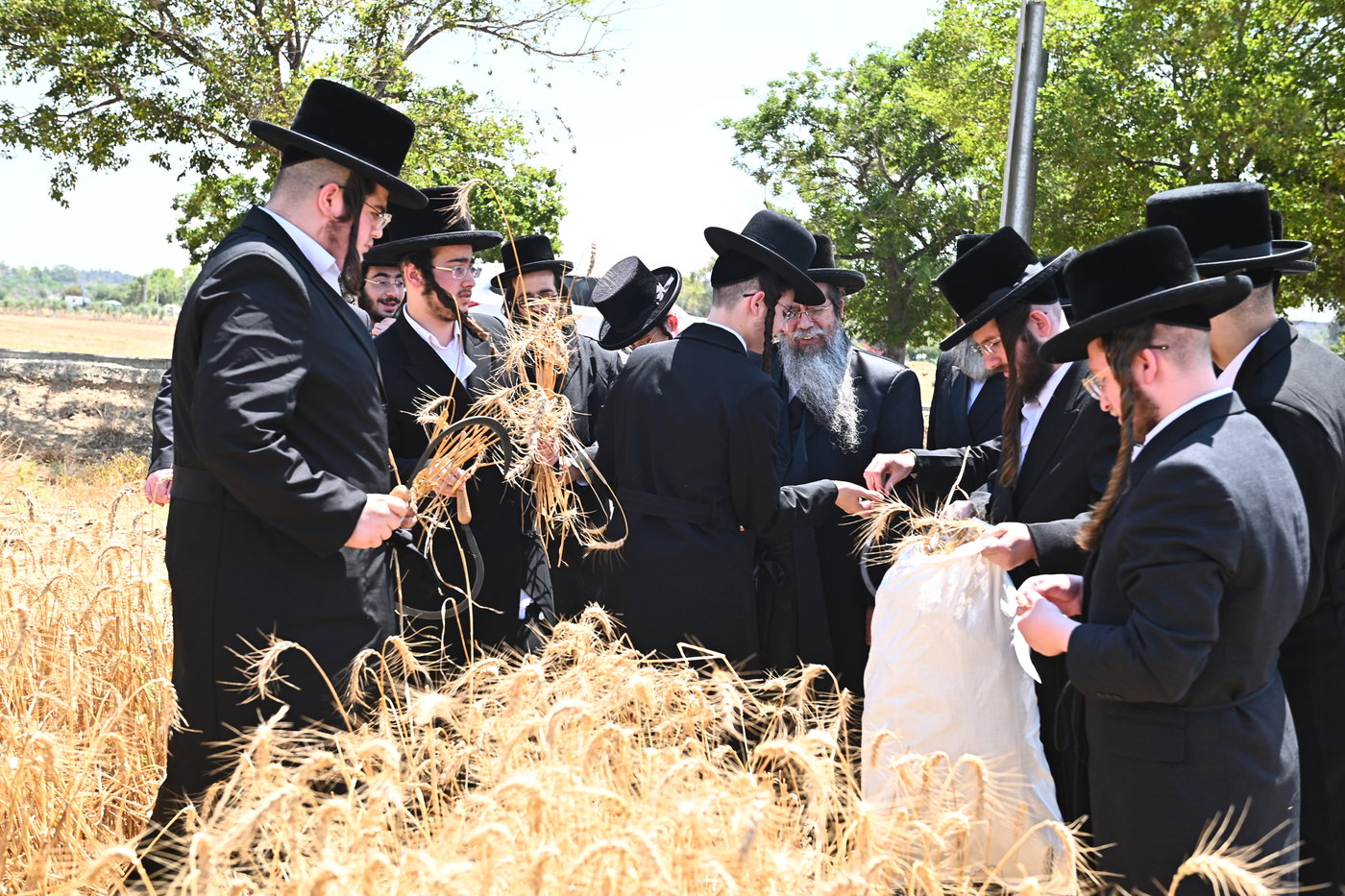 האדמו"ר משבט הלוי בקצירת חיטים