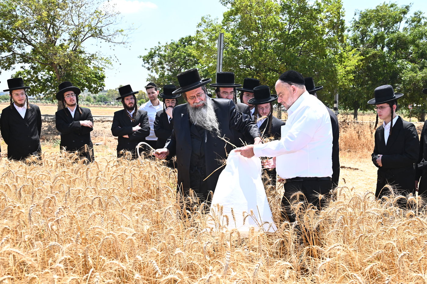האדמו"ר משבט הלוי בקצירת חיטים