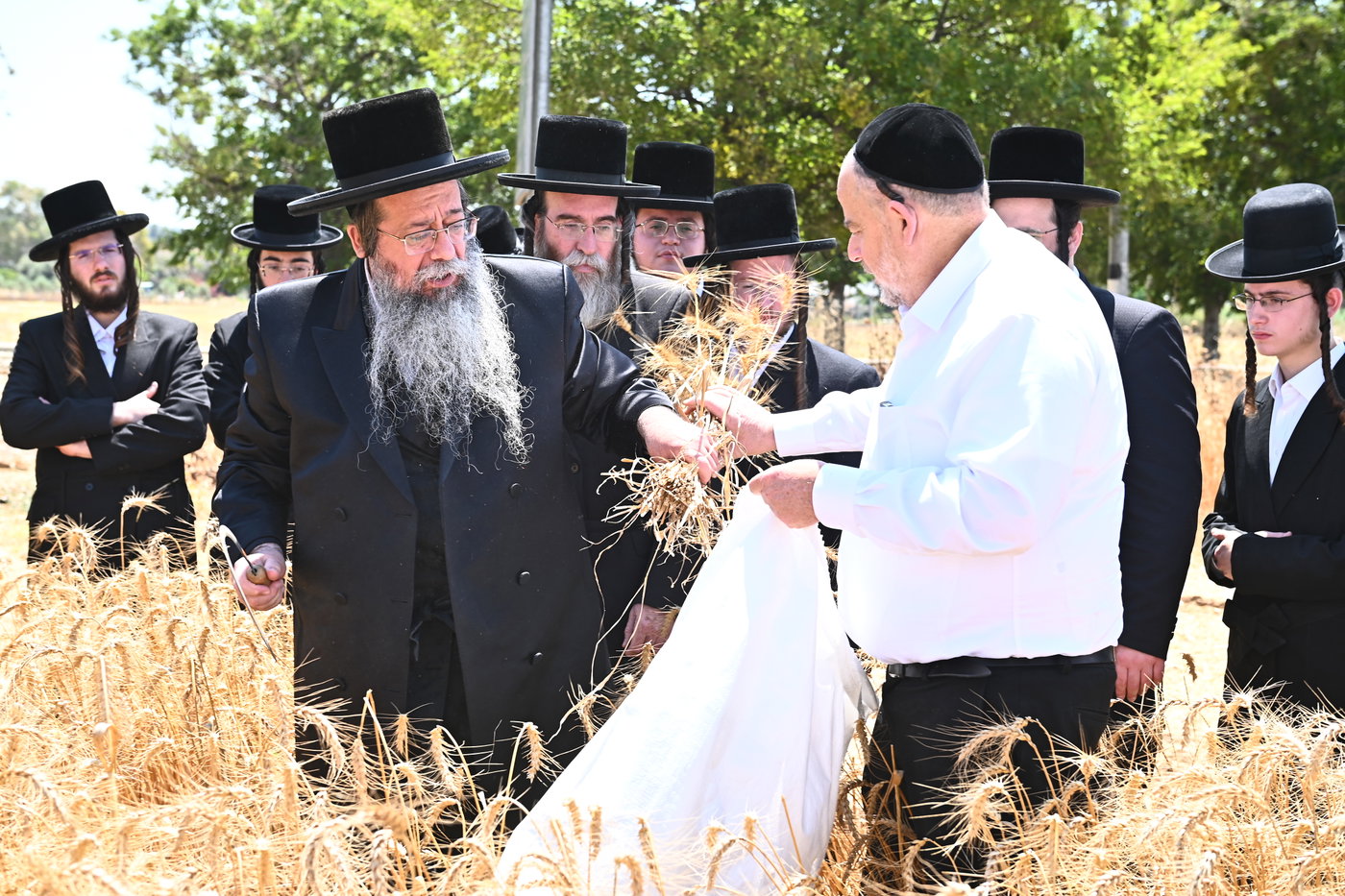 האדמו"ר משבט הלוי בקצירת חיטים