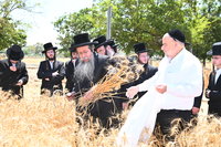 האדמו"ר משבט הלוי בקצירת חיטים