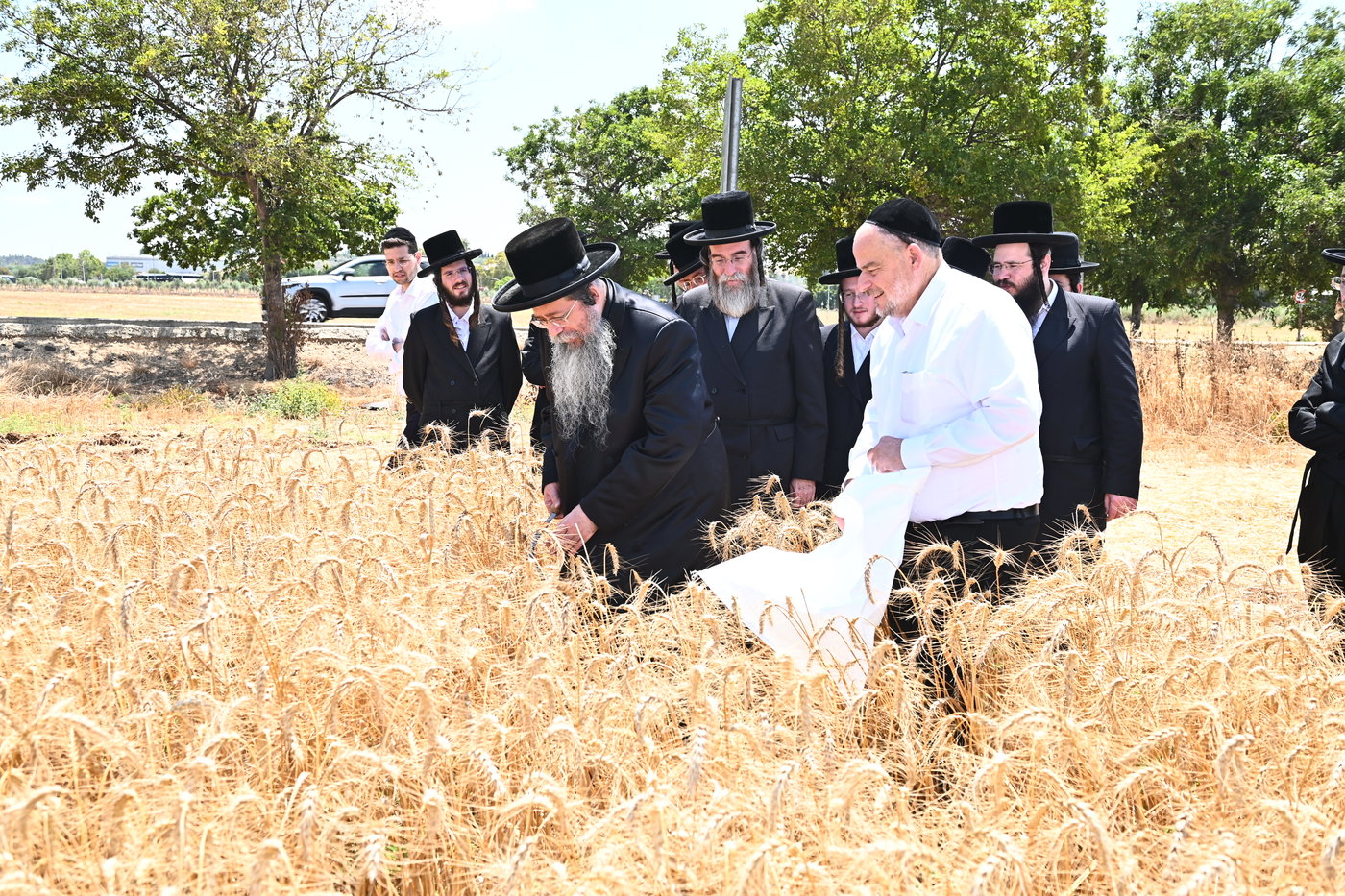 האדמו"ר משבט הלוי בקצירת חיטים