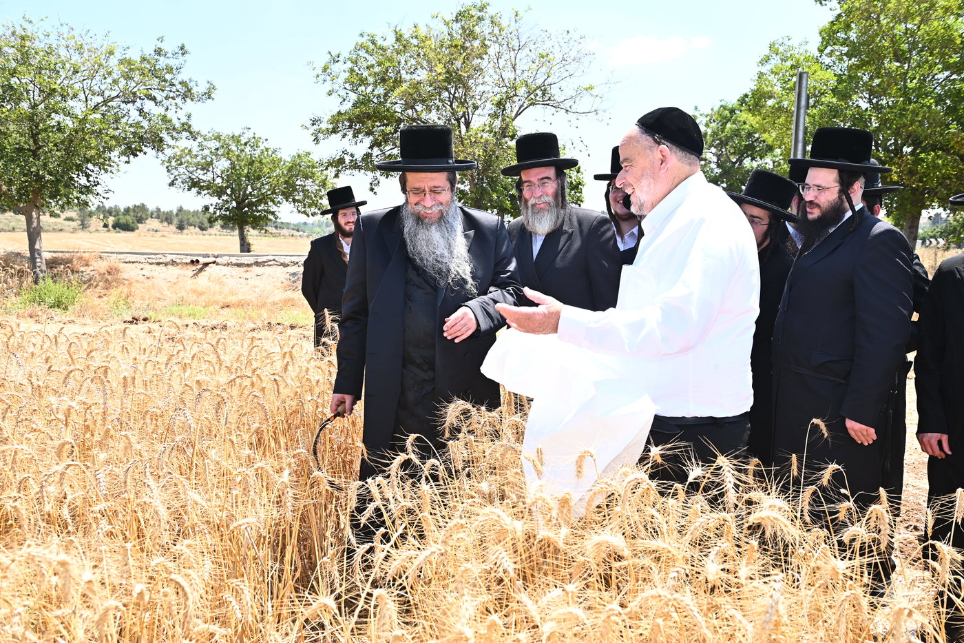 האדמו"ר משבט הלוי בקצירת חיטים