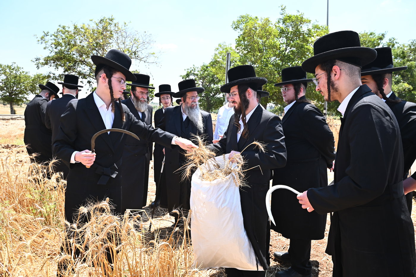 האדמו"ר משבט הלוי בקצירת חיטים
