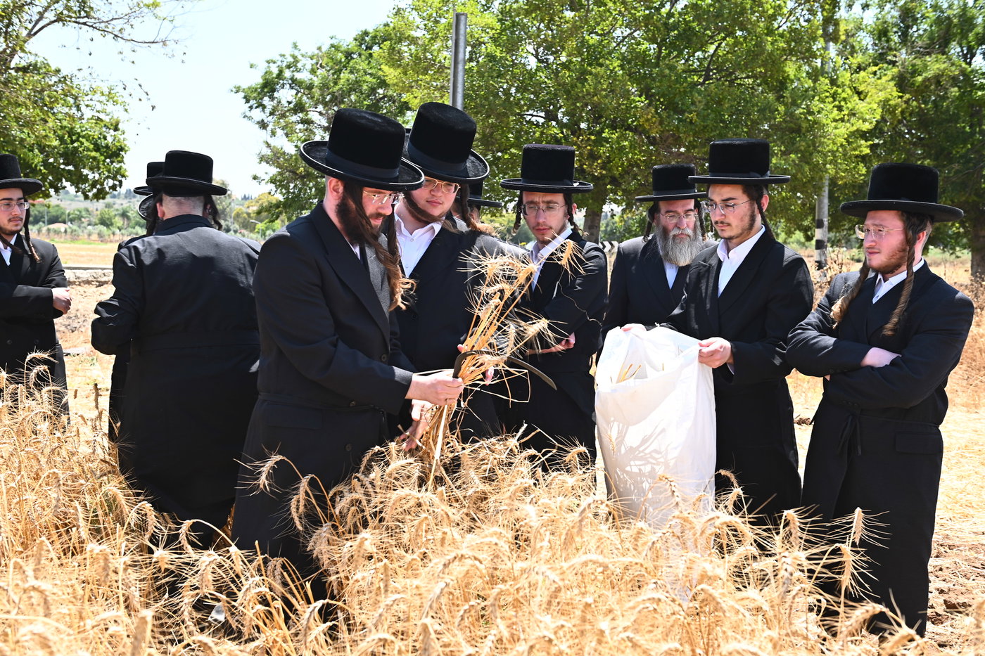האדמו"ר משבט הלוי בקצירת חיטים