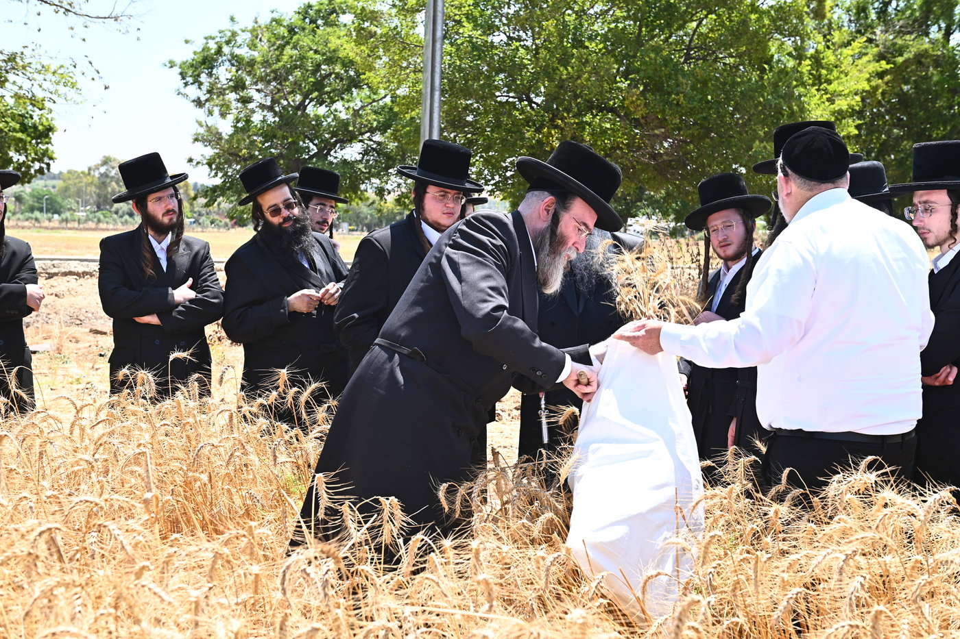 האדמו"ר משבט הלוי בקצירת חיטים