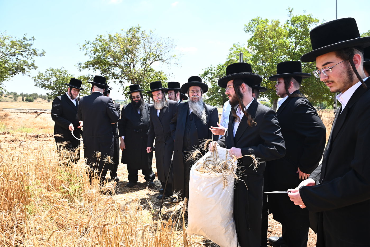 האדמו"ר משבט הלוי בקצירת חיטים