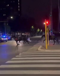 תיעוד משעשע: ניידת משטרה רדפה אחרי סוסים דוהרים ברחוב - כך הכל התחיל