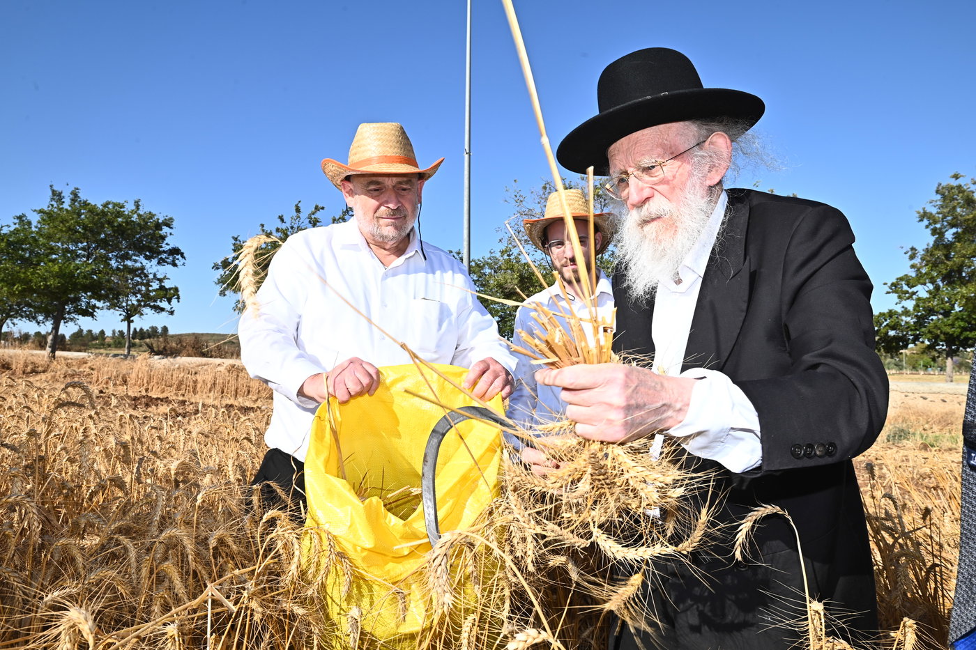 הגרב"ד פוברסקי והגר"ש גלאי בקצירת חיטים