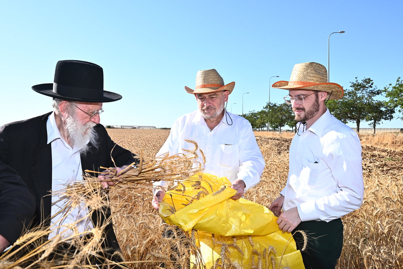 הגרב"ד פוברסקי והגר"ש גלאי בקצירת חיטים